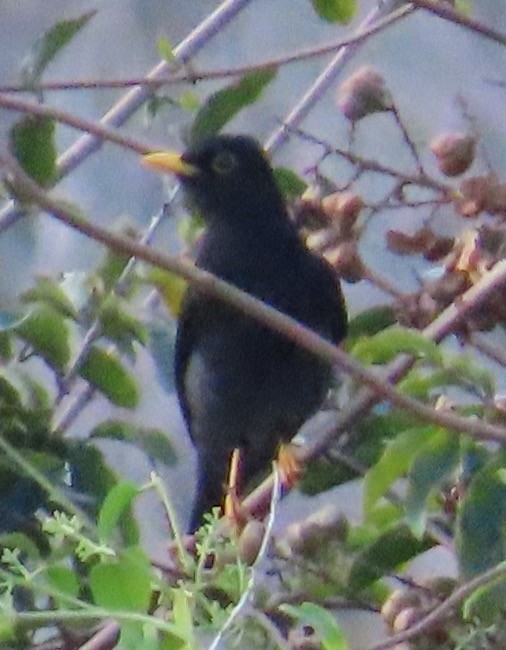 Yellow-legged Thrush - ML610144369