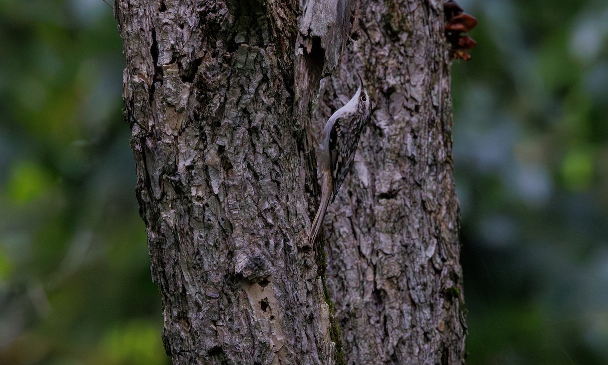 Brown Creeper - ML610144394