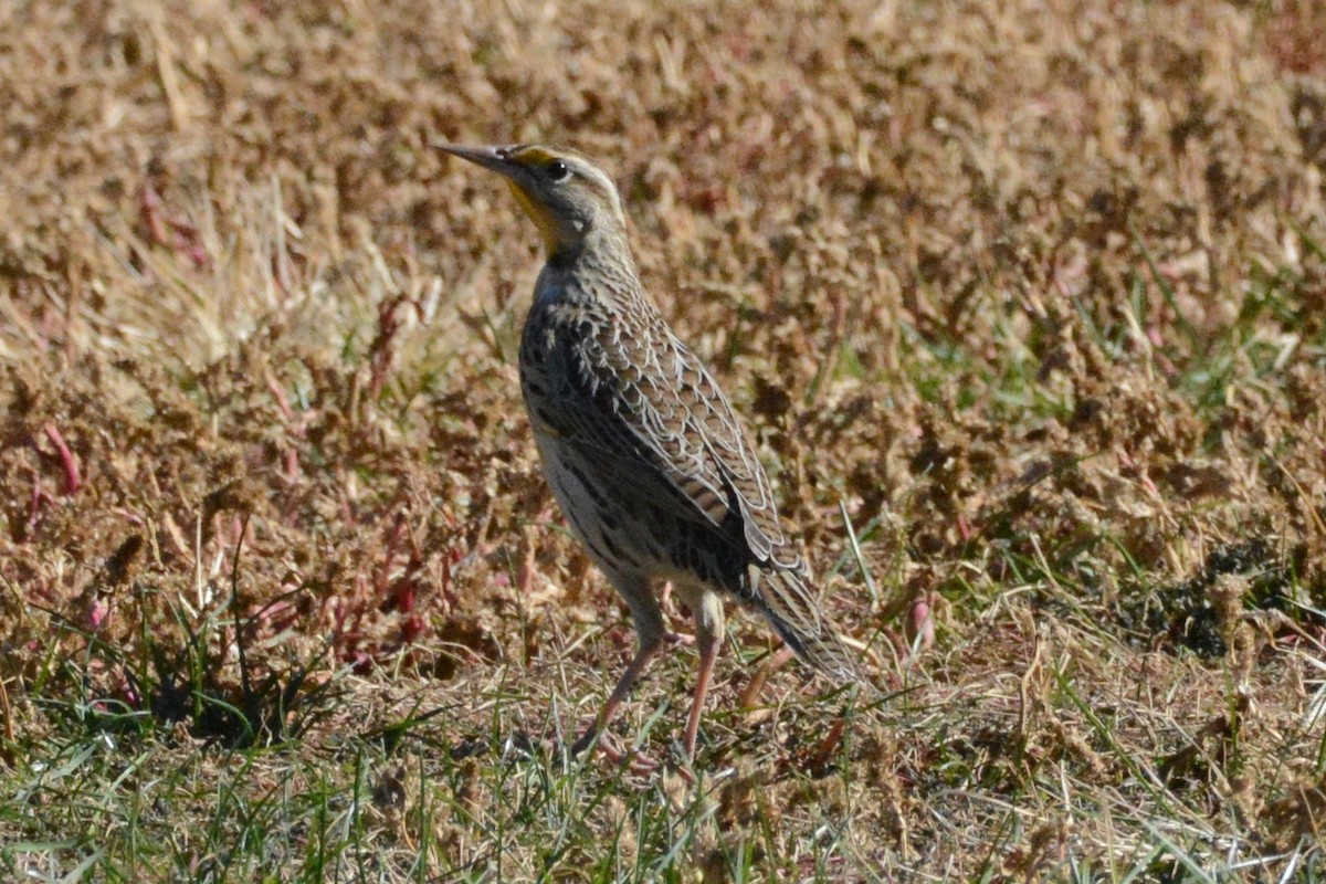 Western Meadowlark - ML610144451