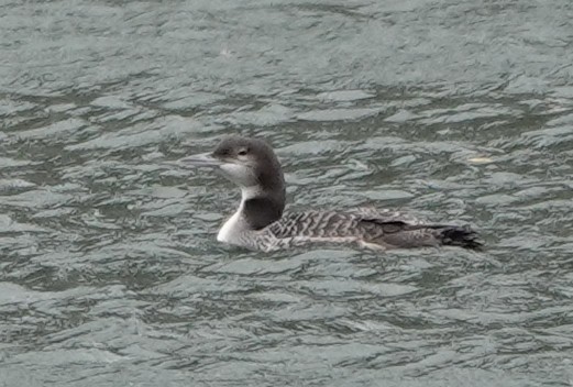 Common Loon - Pat Lucas