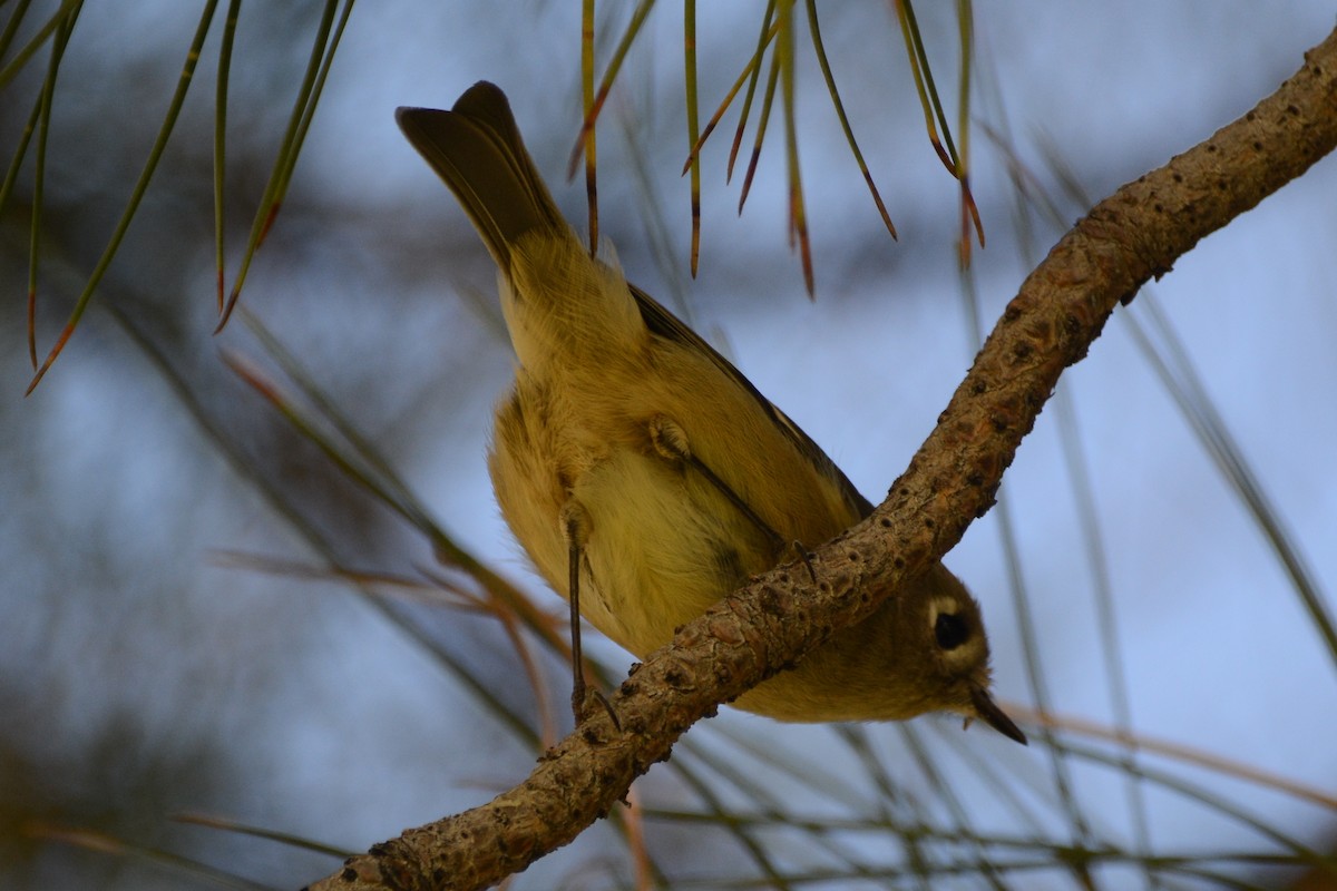 Ruby-crowned Kinglet - ML610144487