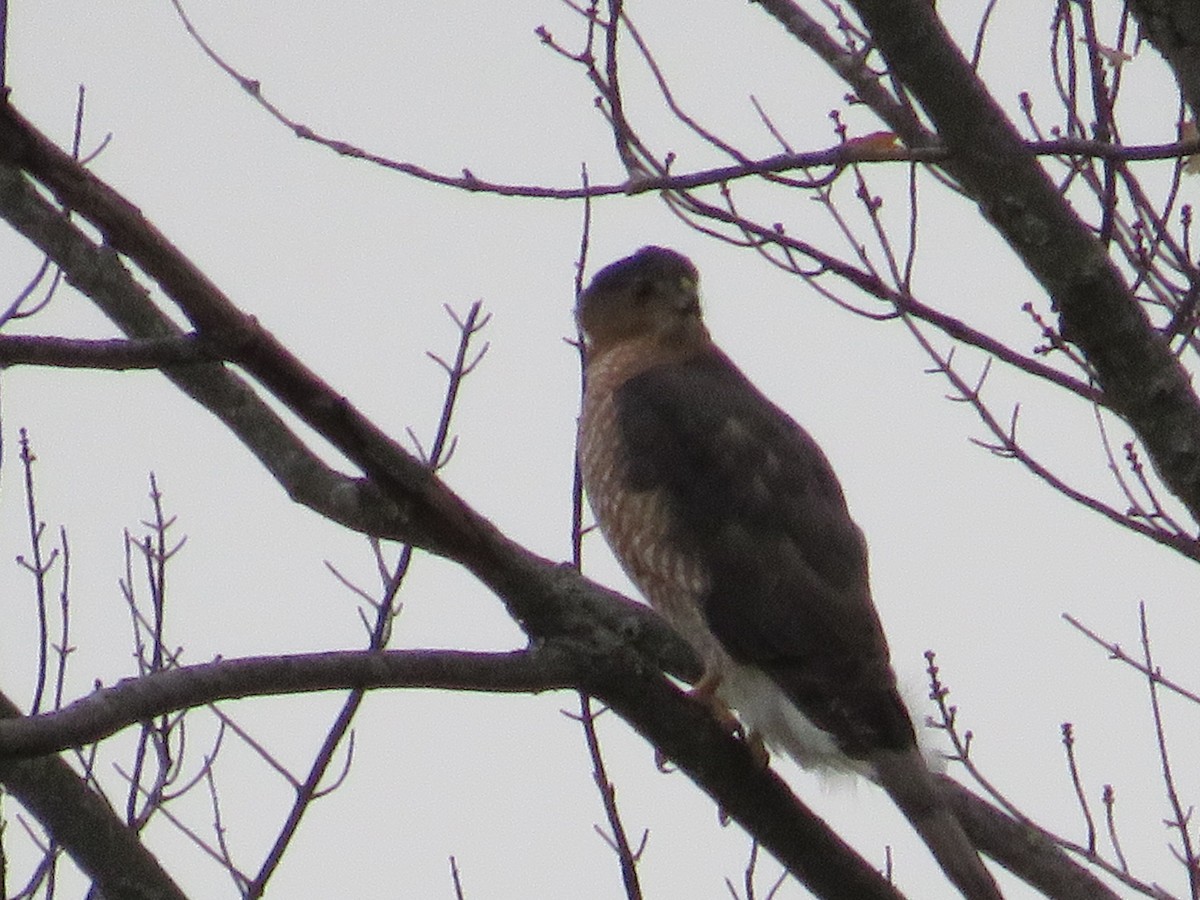 Cooper's Hawk - ML610144488