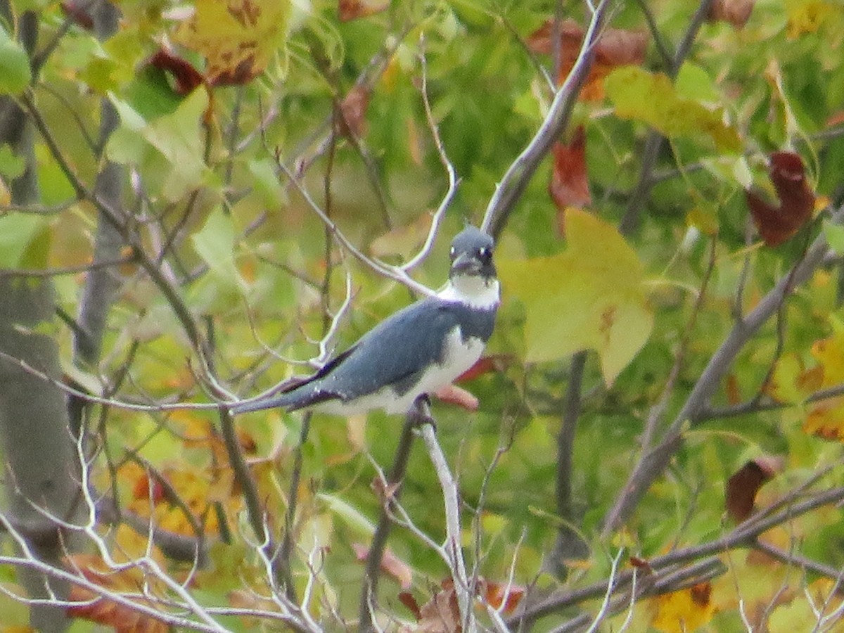 Belted Kingfisher - ML610144491