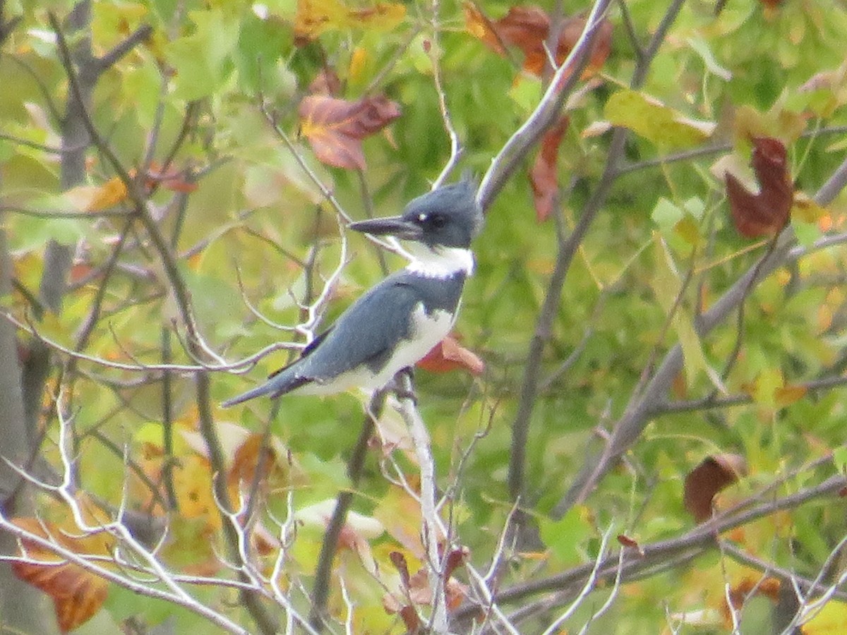 Belted Kingfisher - ML610144492