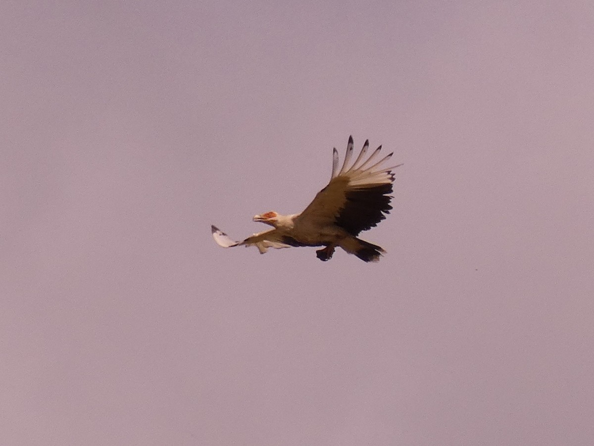 Palm-nut Vulture - ML610144503