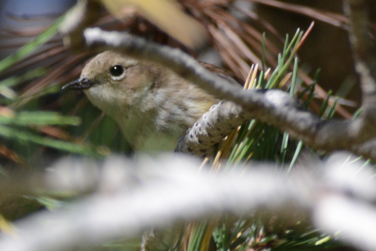 Yellow-rumped Warbler - ML610144508