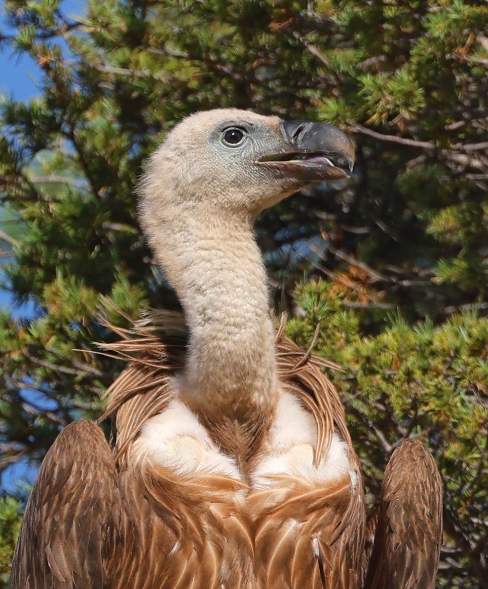 Eurasian Griffon - ML610144510