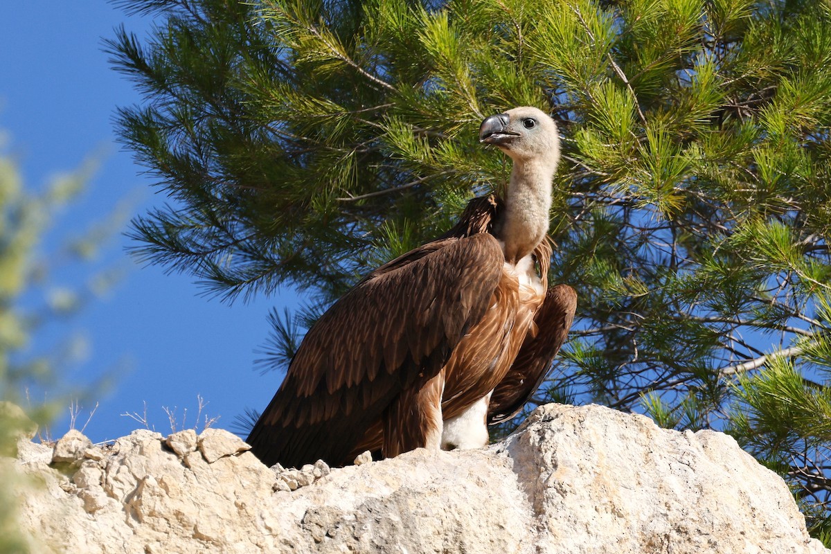 Eurasian Griffon - ML610144517