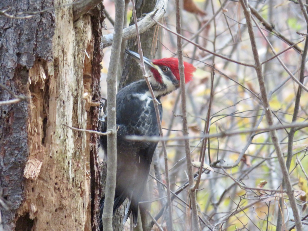 Pileated Woodpecker - ML610144521