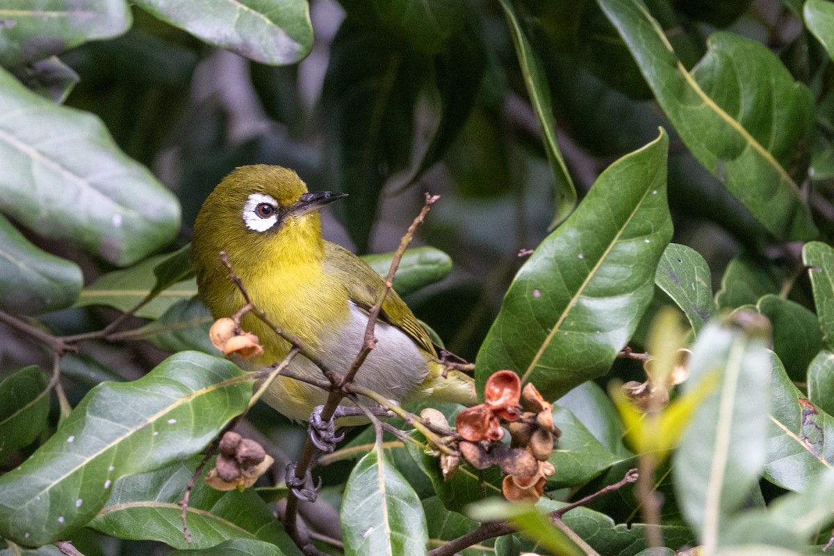 Green-backed White-eye - ML610144579