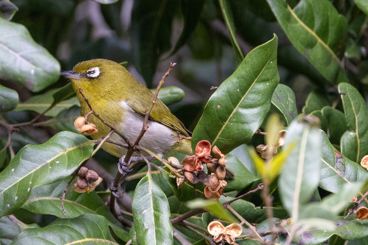 Green-backed White-eye - Richard and Margaret Alcorn