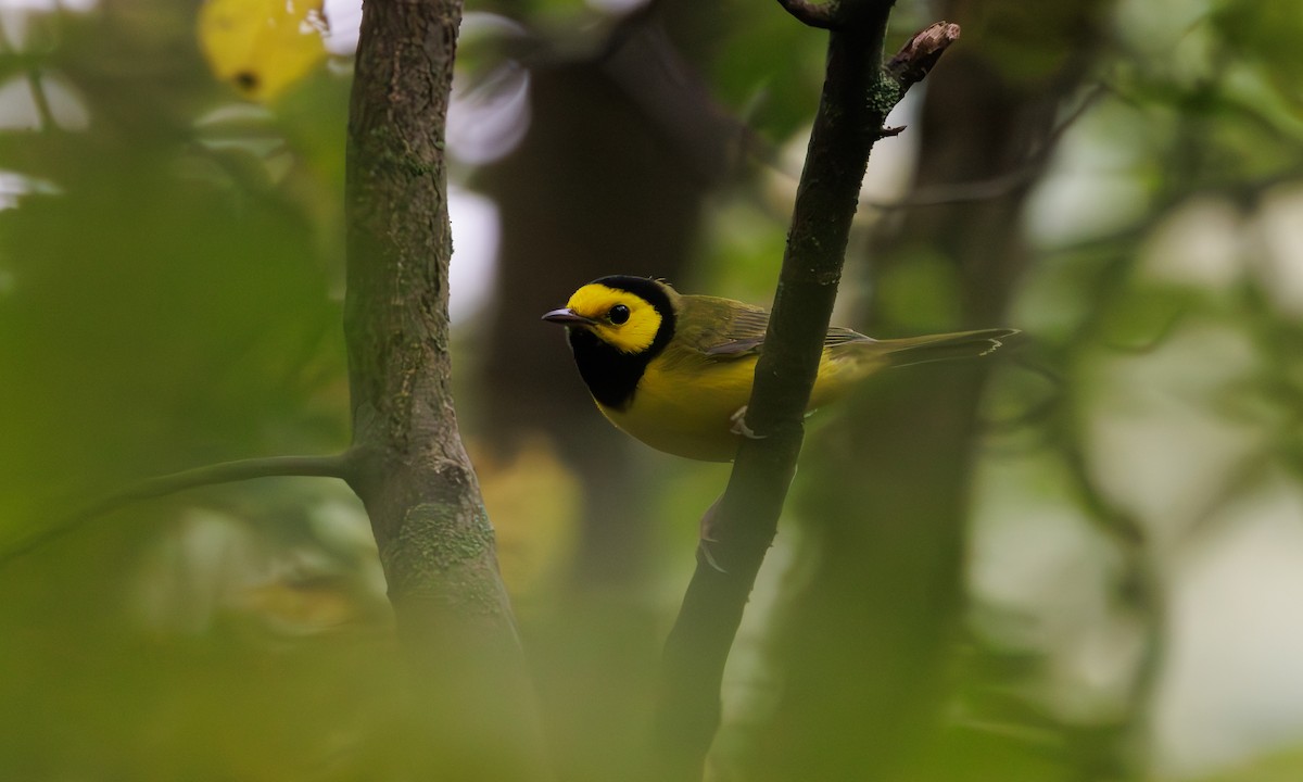 Hooded Warbler - ML610144605