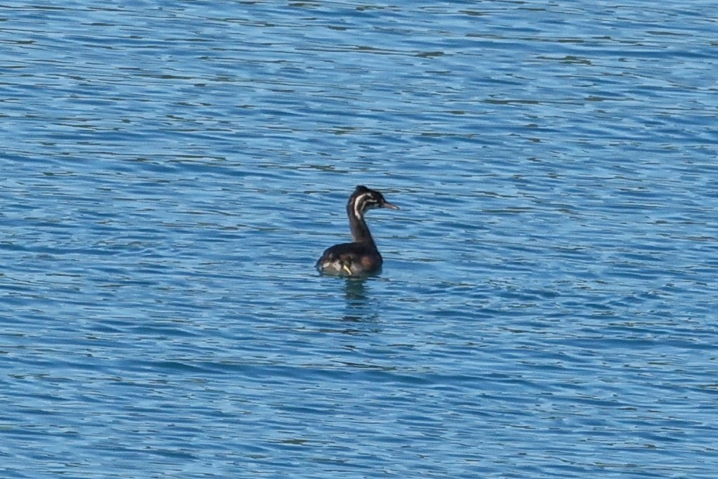 Great Crested Grebe - ML610144659