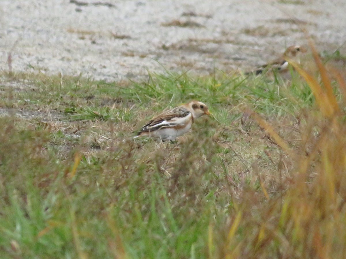 Snow Bunting - Nick Paarlberg