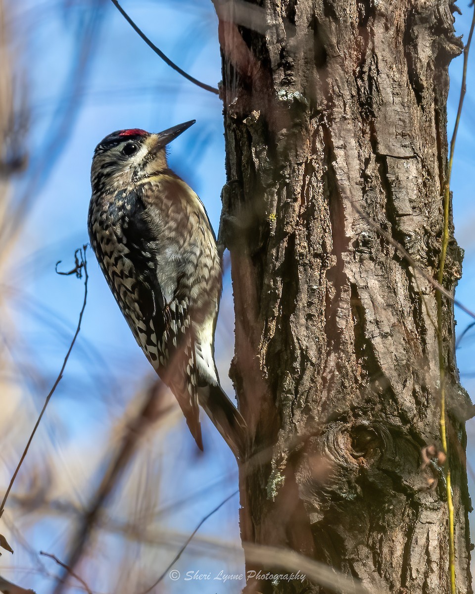 Yellow-bellied Sapsucker - ML610144754