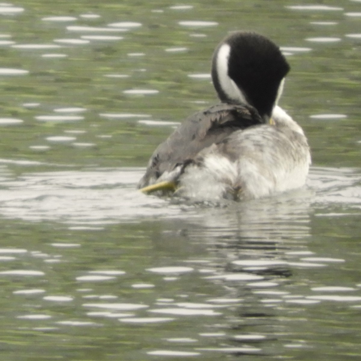 Western Grebe - Andrew  Thomas