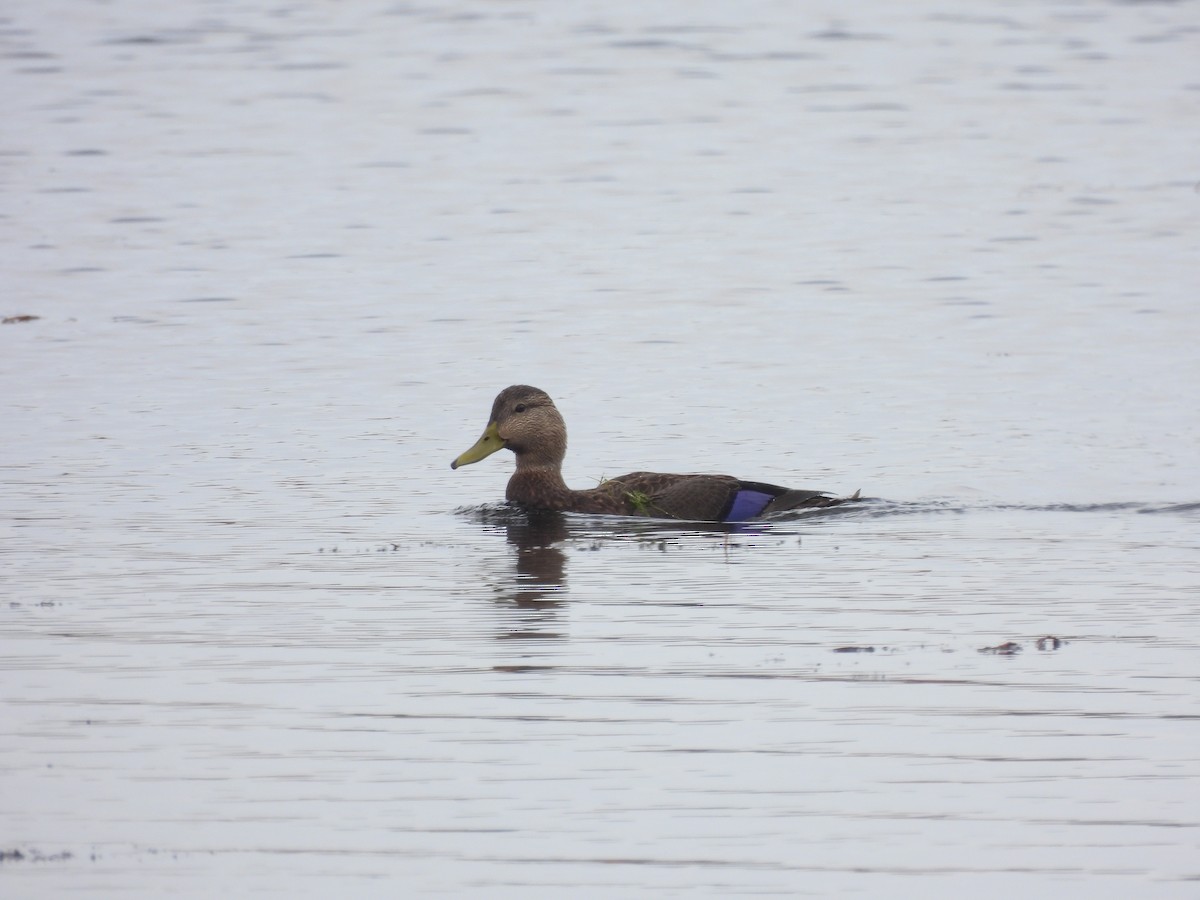 Canard noir - ML610144798