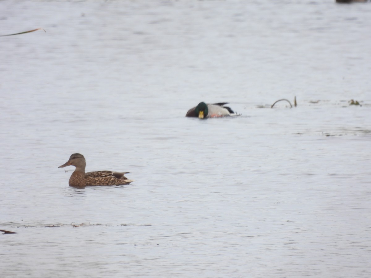 Canard colvert - ML610144805