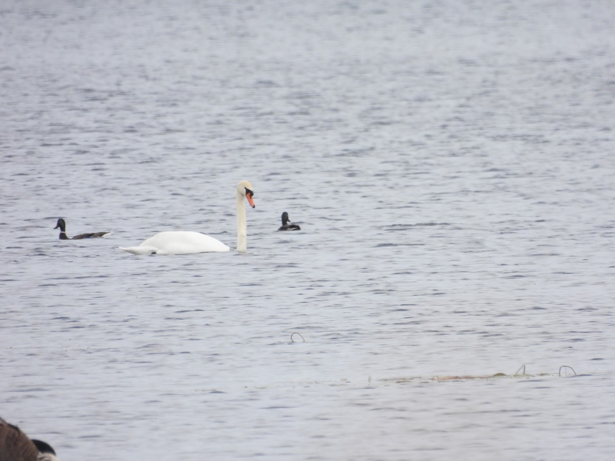 Cygne tuberculé - ML610144809