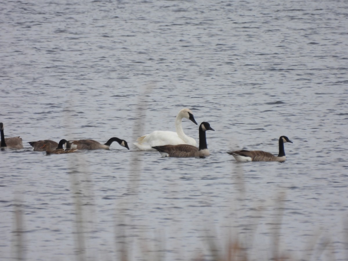 Trumpeter Swan - ML610144823