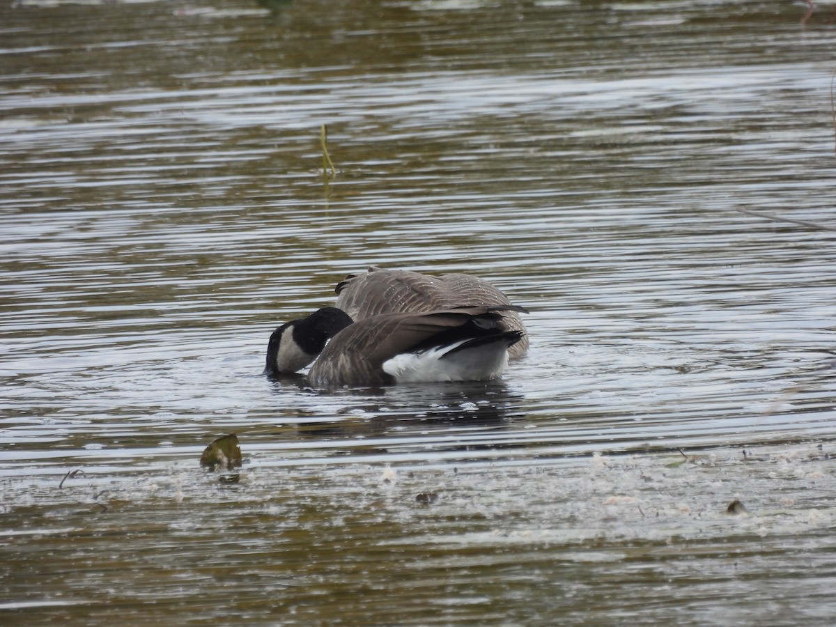 Canada Goose - ML610144832