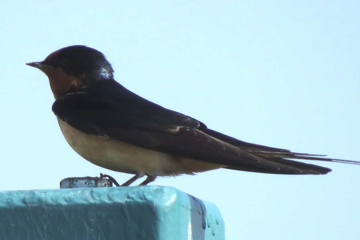 Barn Swallow - Gordon Robertson