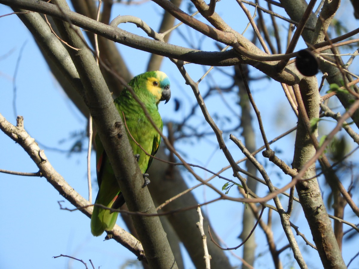 Turquoise-fronted Parrot - ML610145057