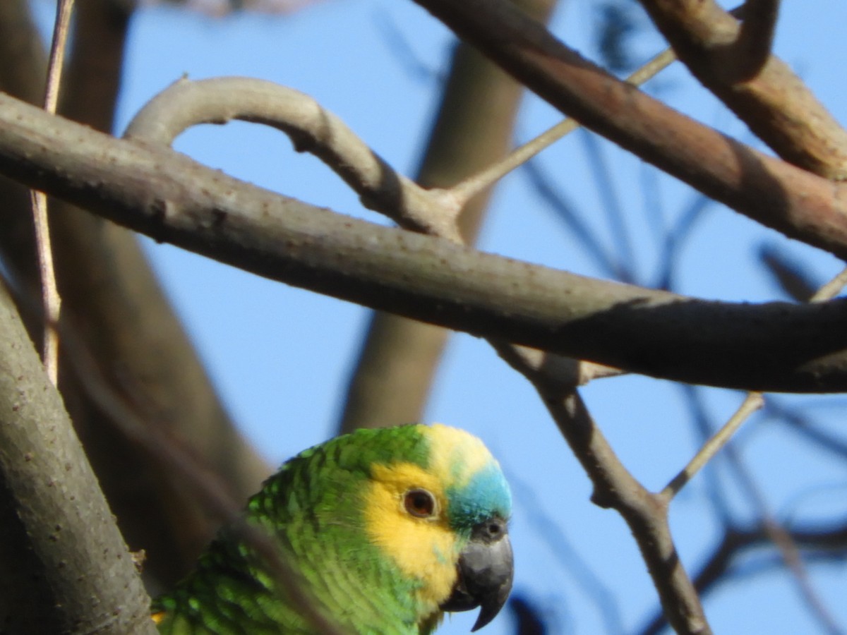 Turquoise-fronted Parrot - ML610145058