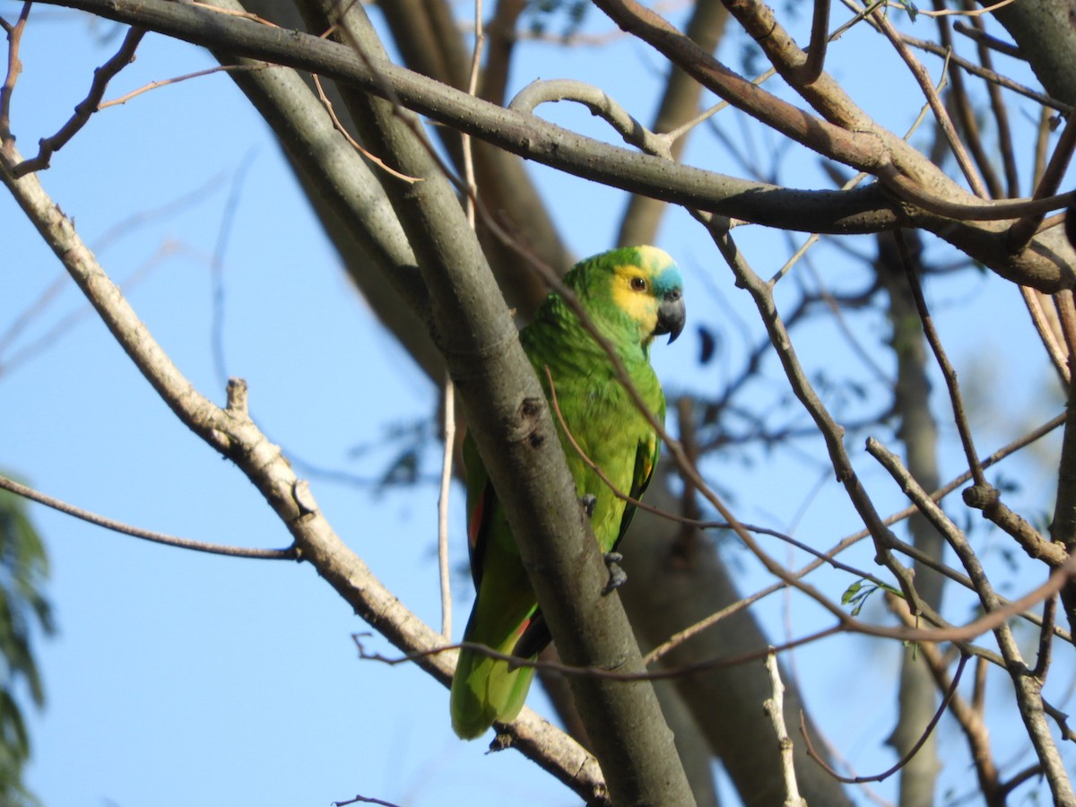 Turquoise-fronted Parrot - ML610145059