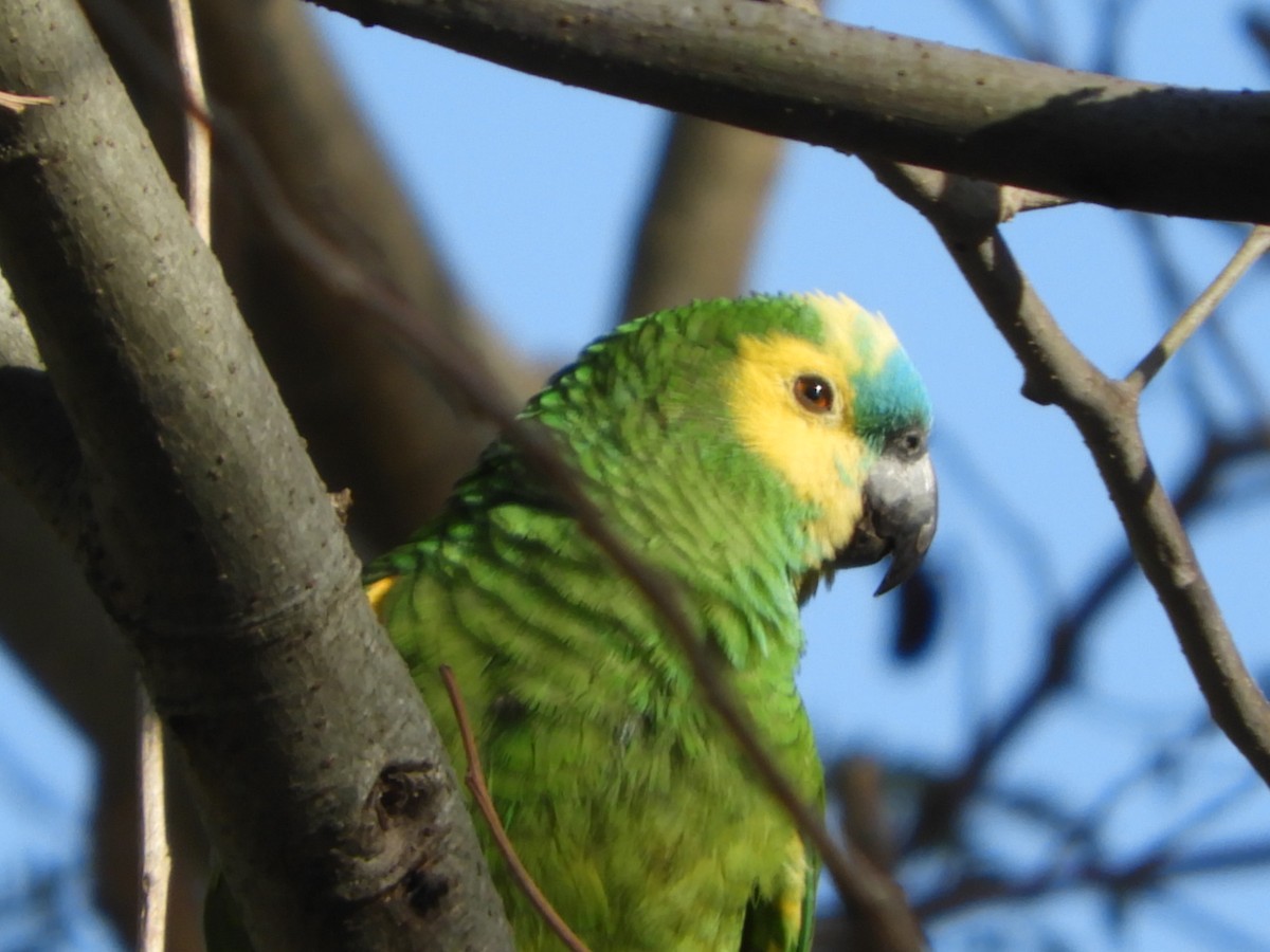 Turquoise-fronted Parrot - ML610145060