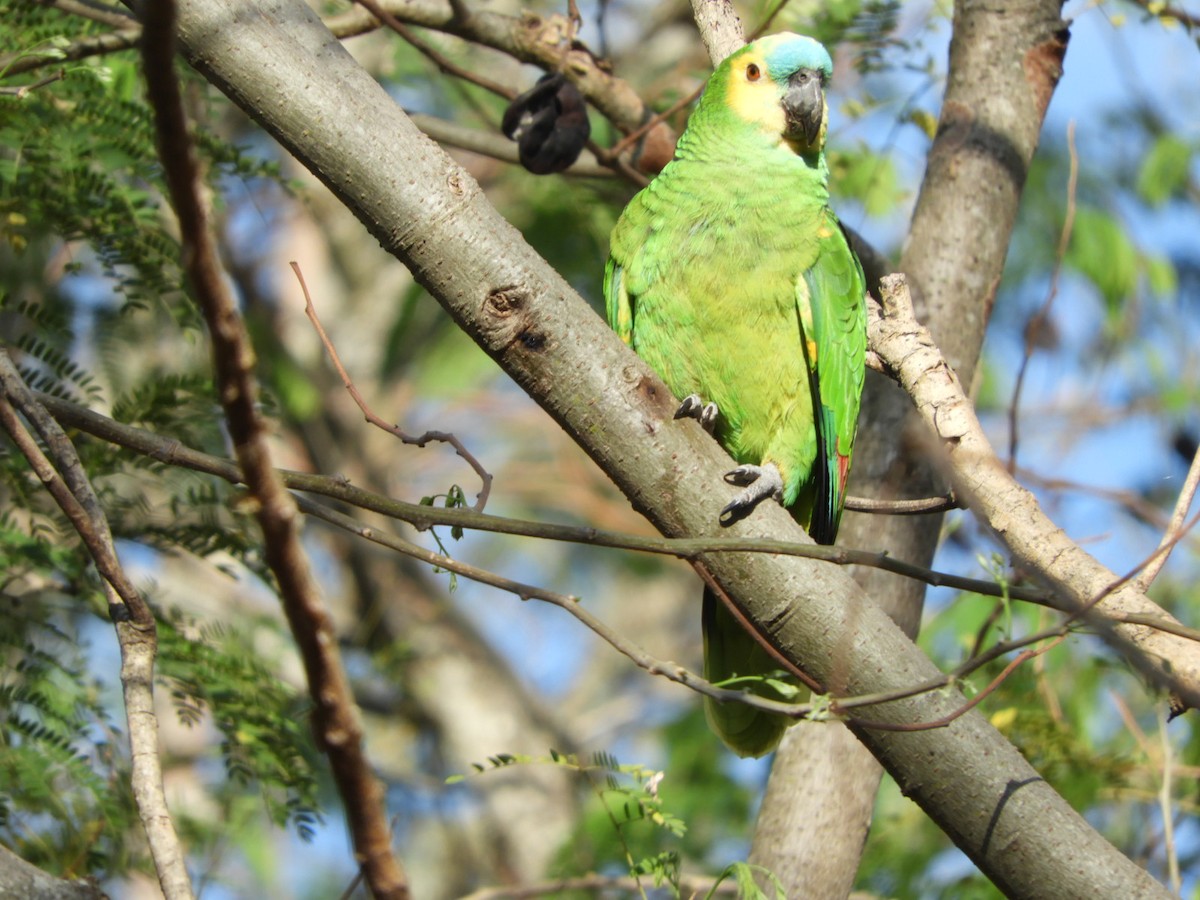 Turquoise-fronted Parrot - ML610145061