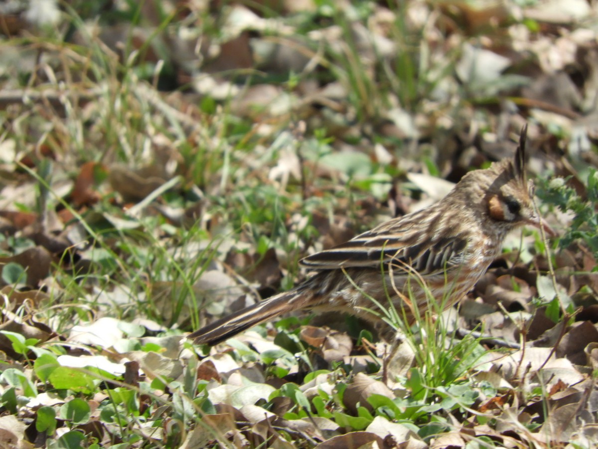 Lark-like Brushrunner - ML610145075