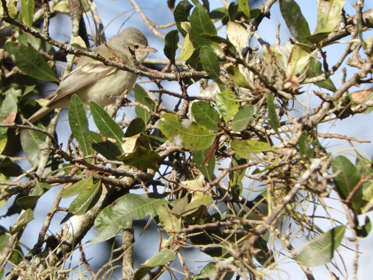 Southern Beardless-Tyrannulet - ML610145106