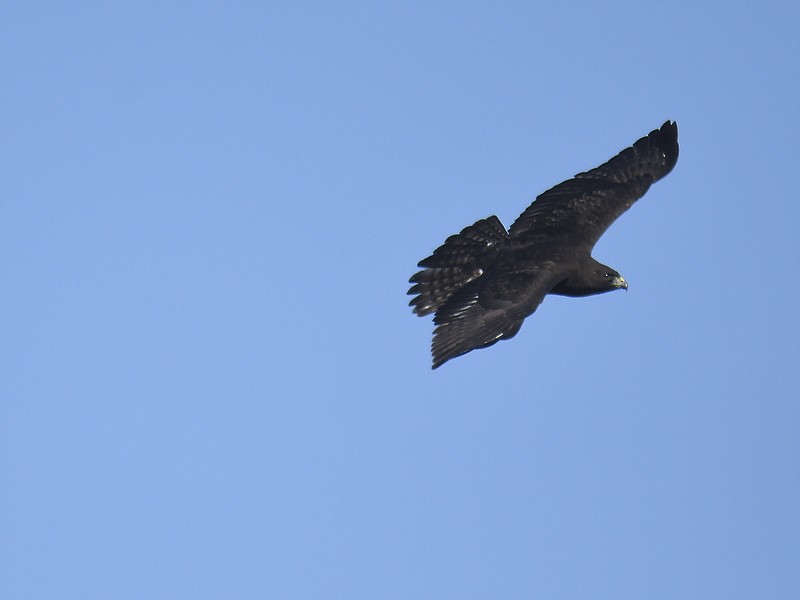 Broad-winged Hawk - ML610145123