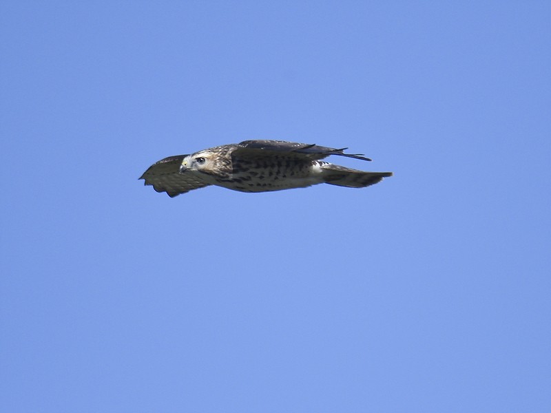 Broad-winged Hawk - ML610145125