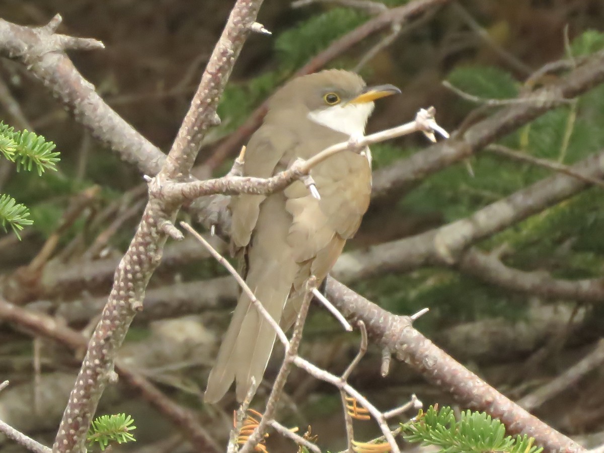 Yellow-billed Cuckoo - ML610145127