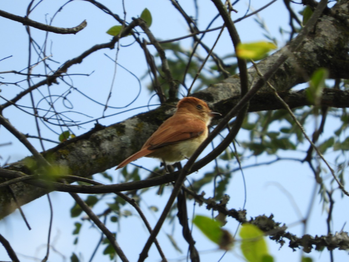 Rufous Casiornis - Silvia Enggist