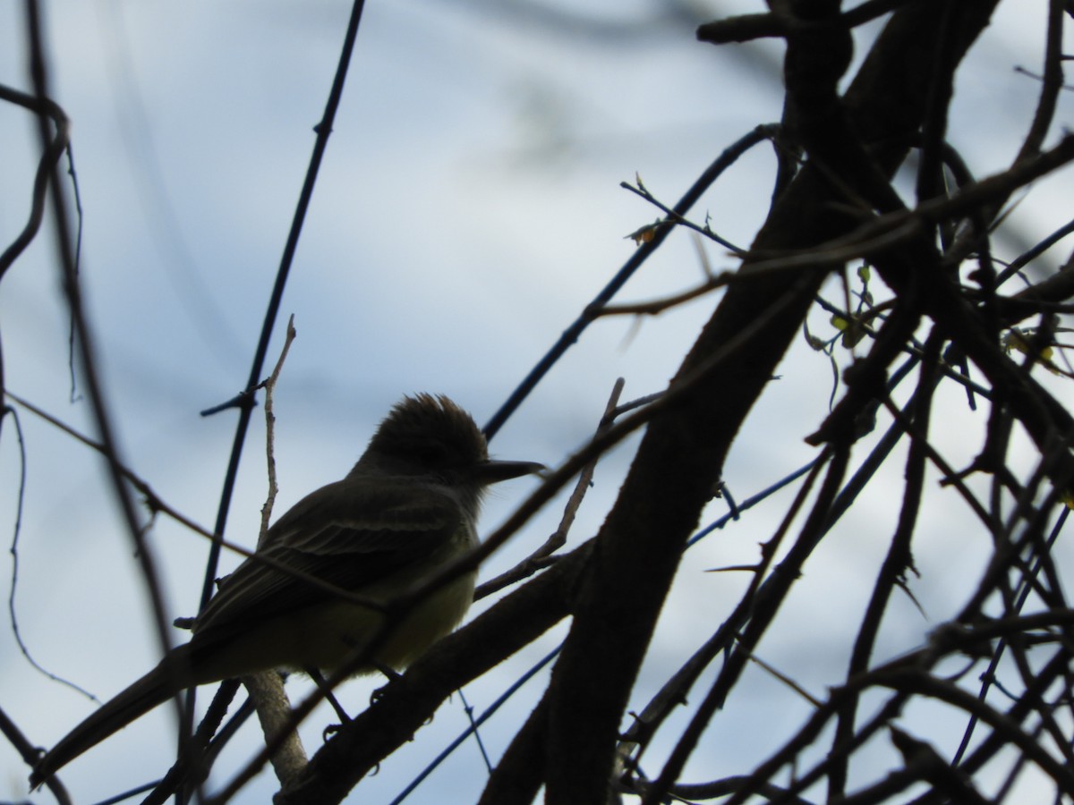 Brown-crested Flycatcher - ML610145131