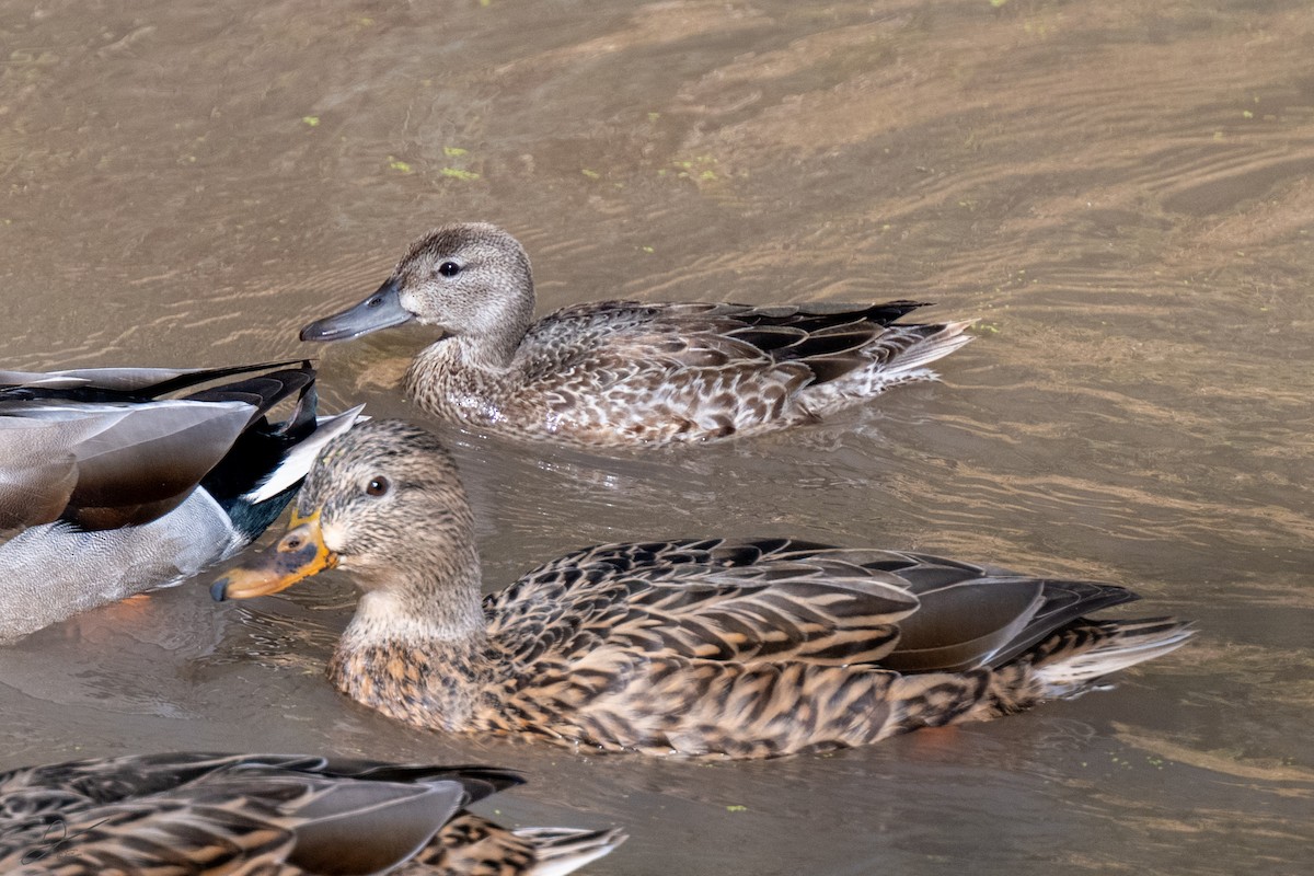 Blue-winged Teal - ML610145139