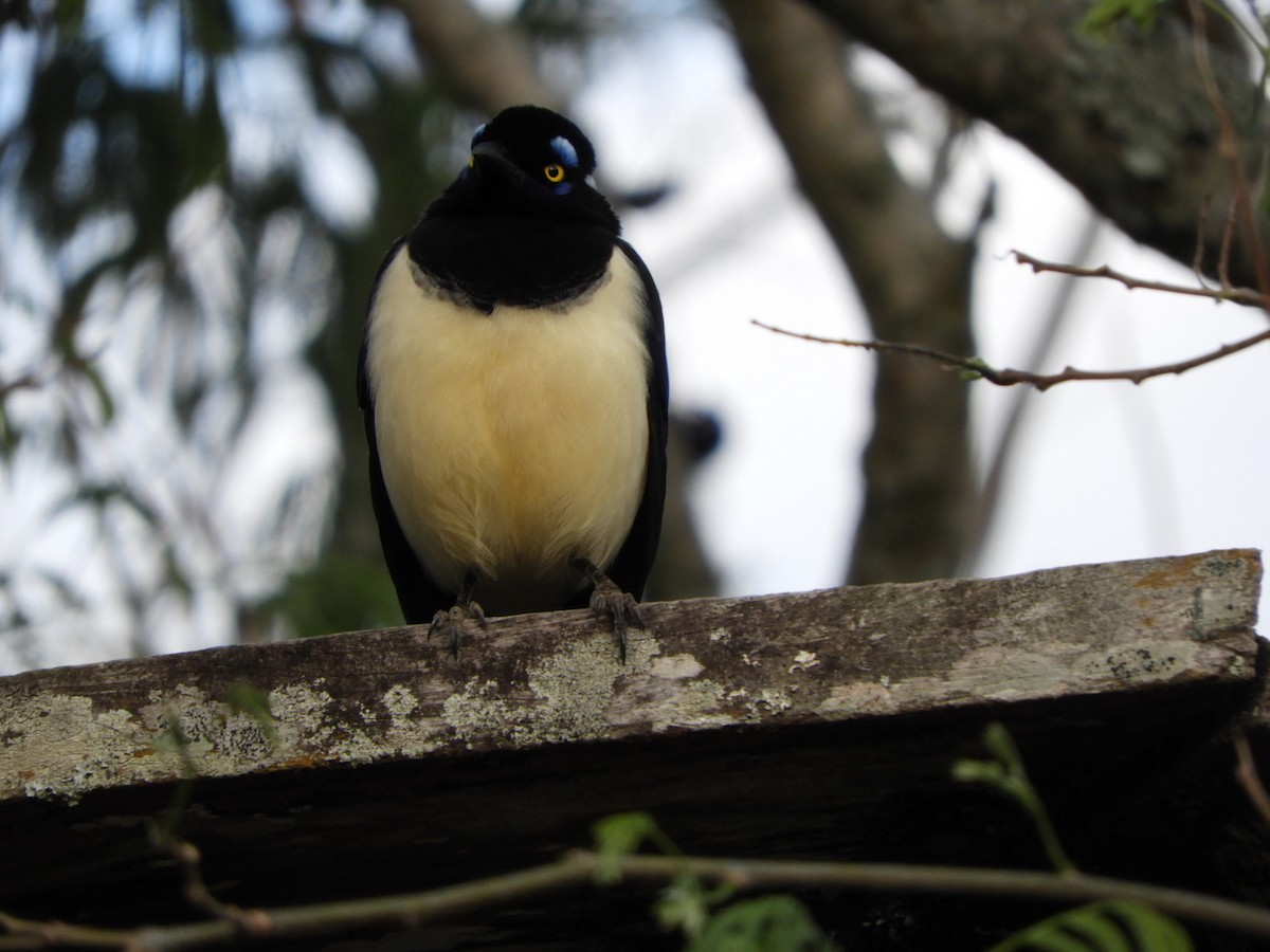 Plush-crested Jay - Silvia Enggist