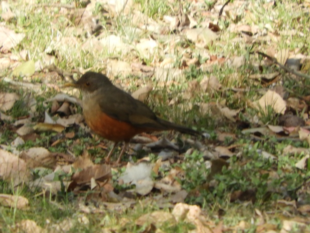 Rufous-bellied Thrush - ML610145154