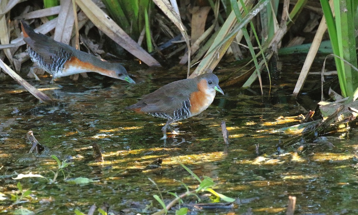 Rufous-sided Crake - ML610145156