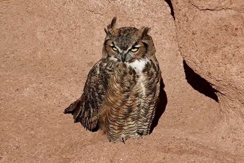 Great Horned Owl - Charlie Paterson