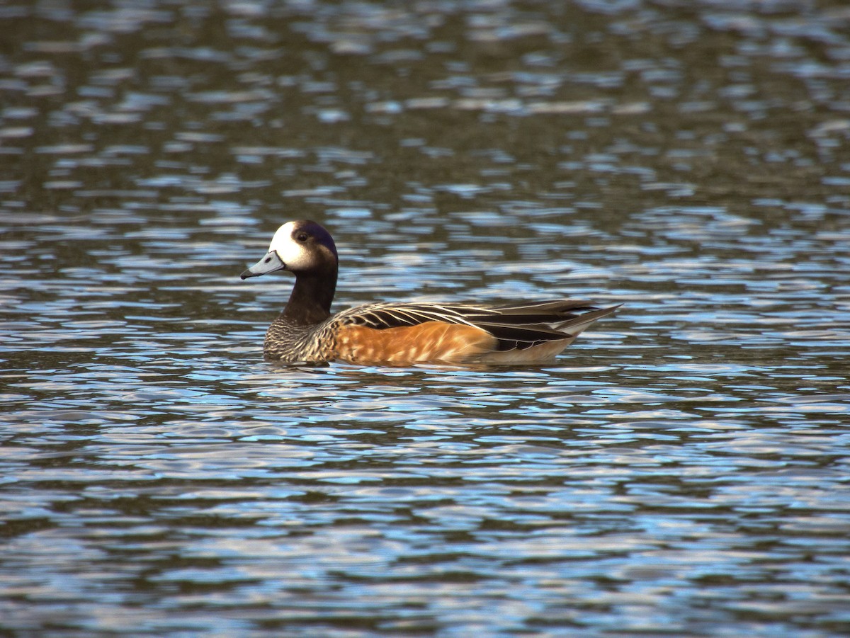 Chiloe Wigeon - ML610145183