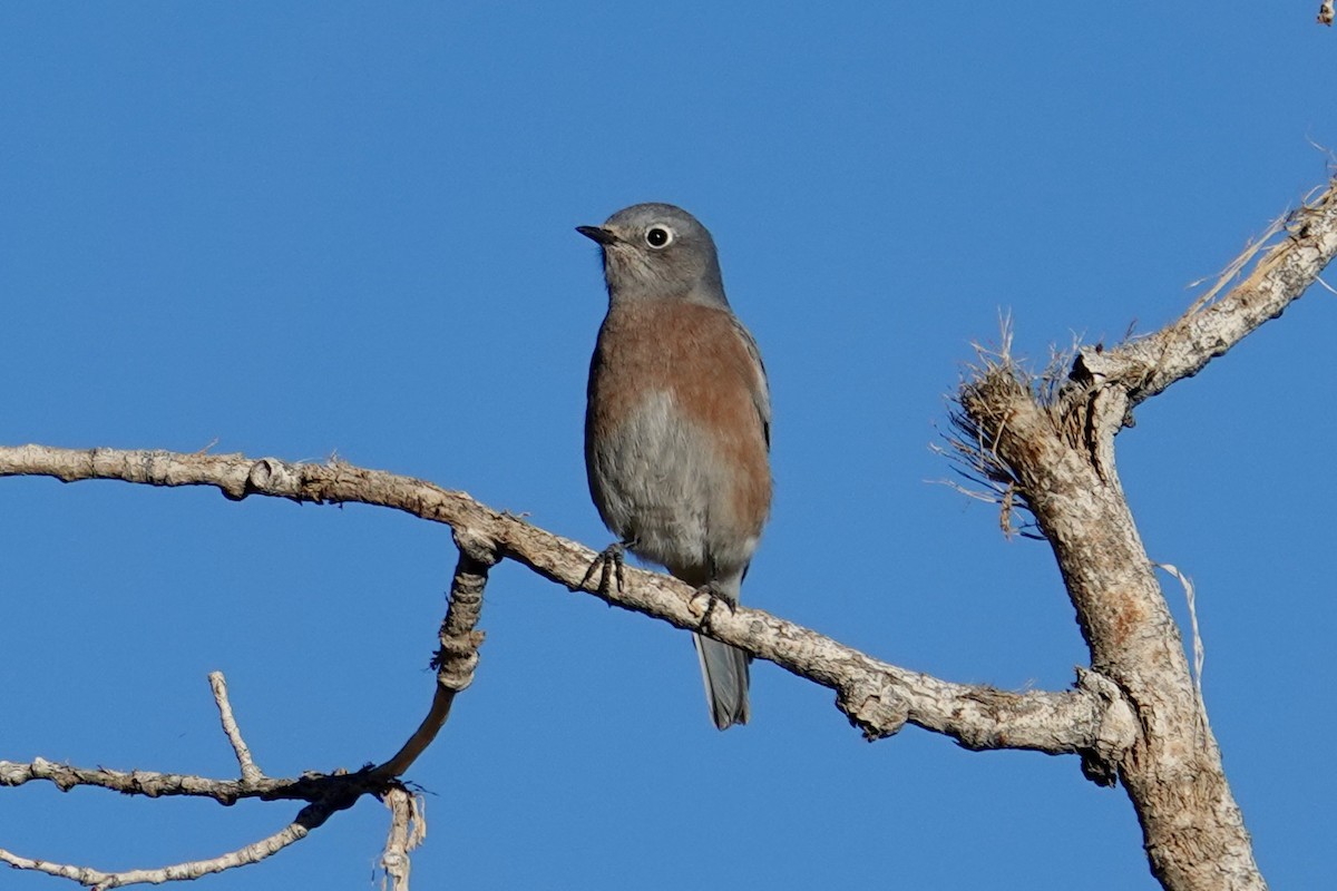 Western Bluebird - Charlie Paterson