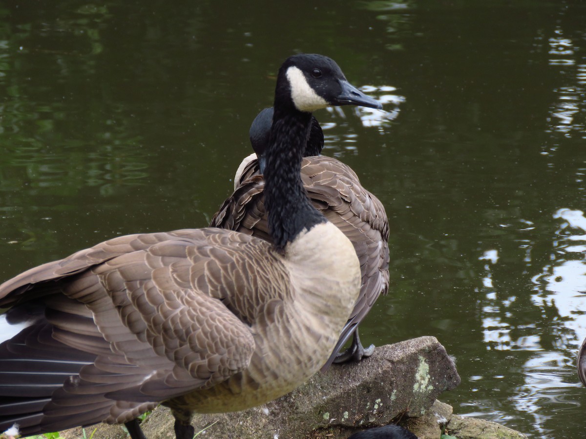 Canada Goose - ML610145242