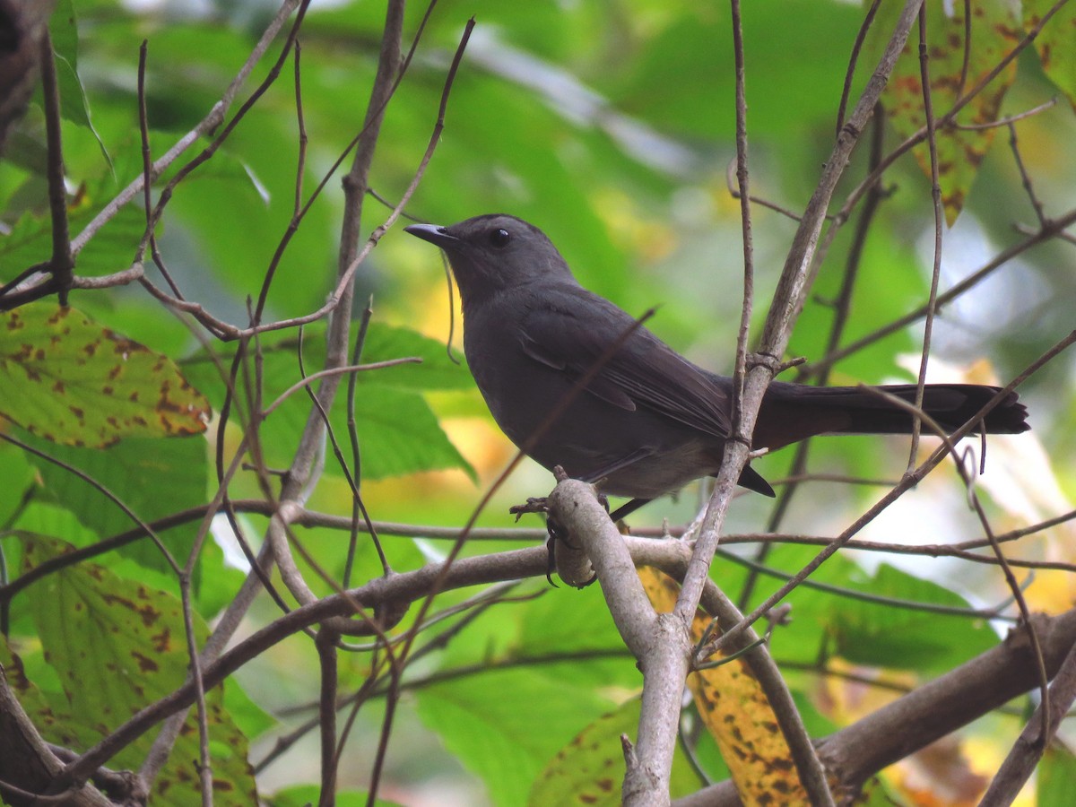 Gray Catbird - Ken Orich