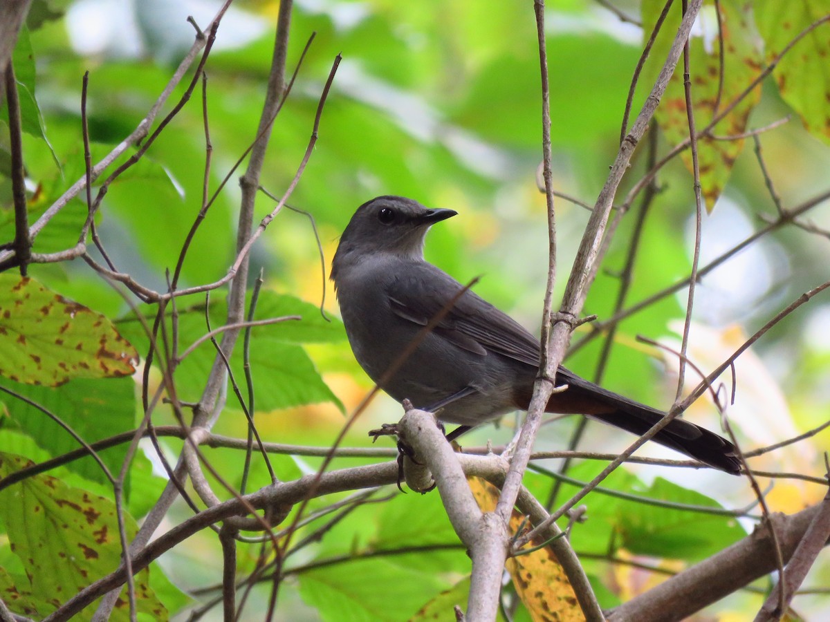 Pájaro Gato Gris - ML610145290