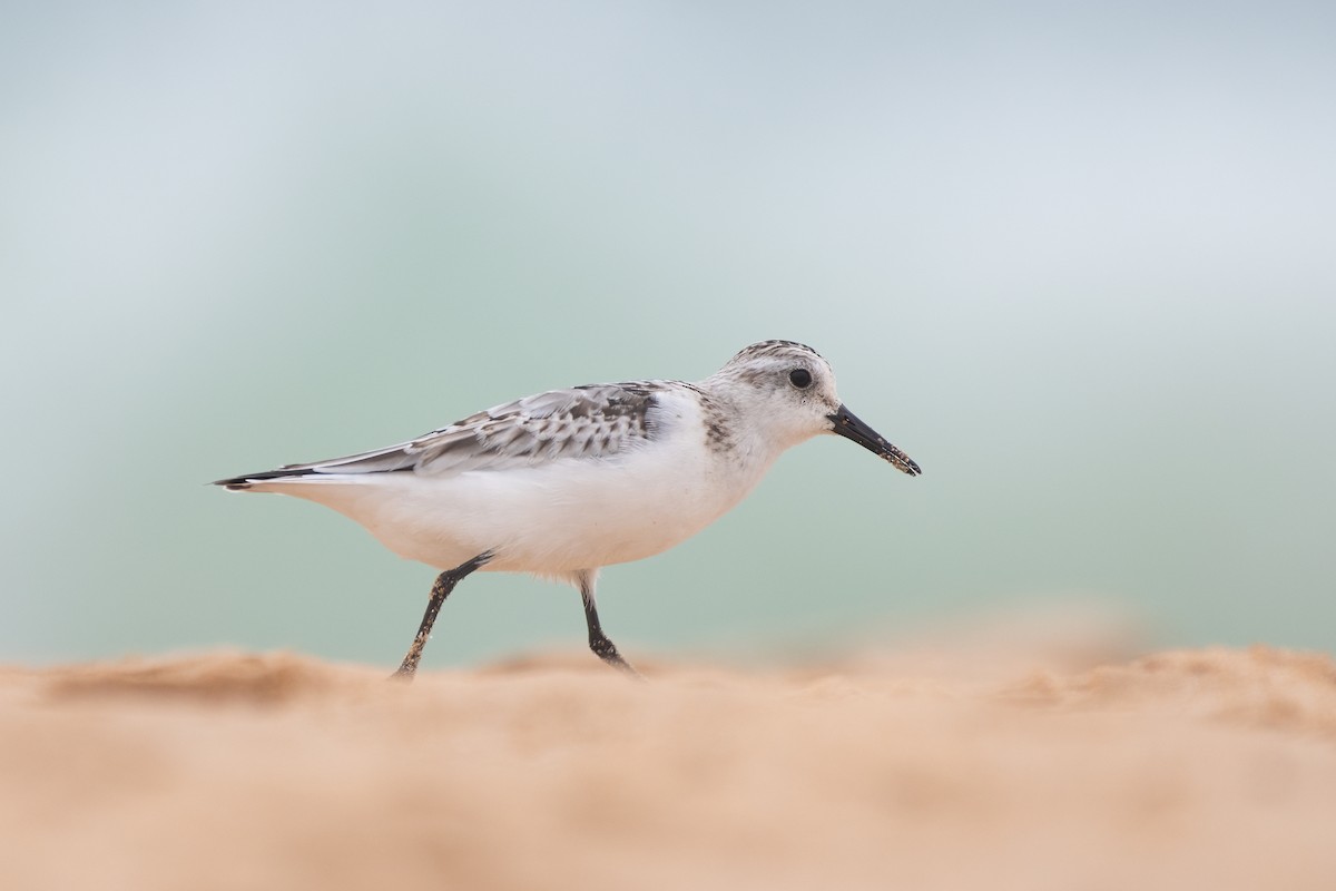 Sanderling - Ana Amaral