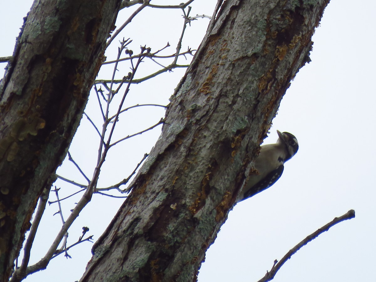 Hairy Woodpecker - Ken Orich